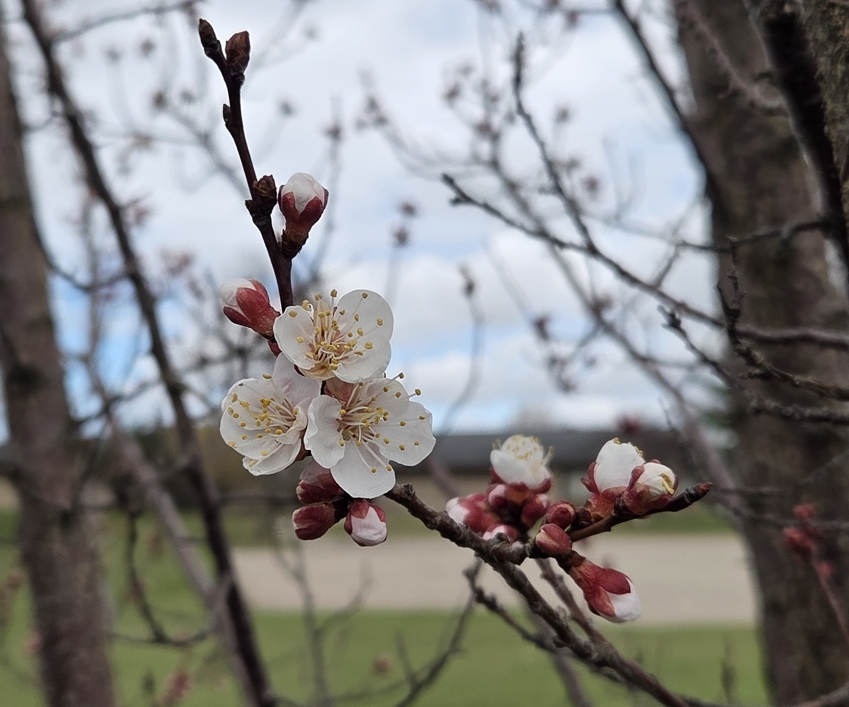 An apricot starting to bloom.